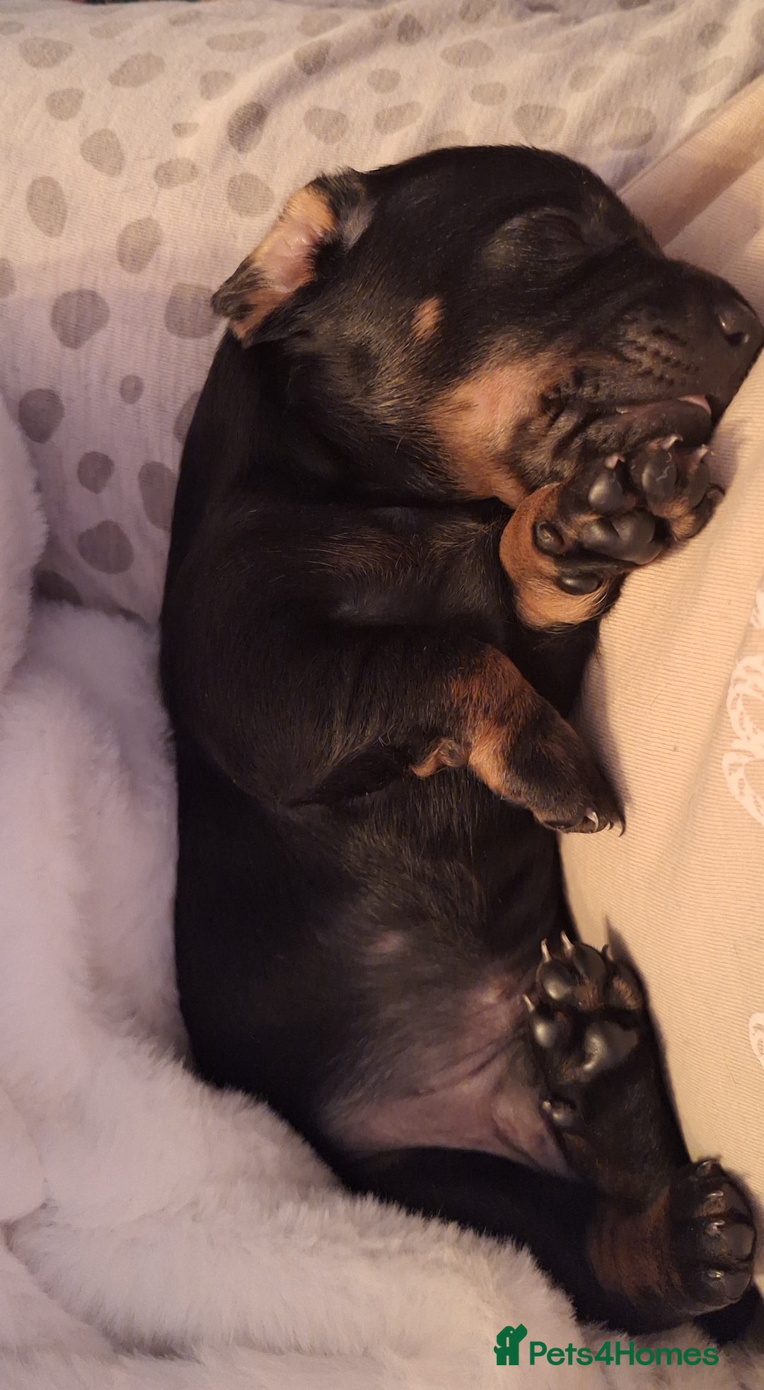 Dachshund dogs for sale: Standard Dadchund for sale  - Advert 1