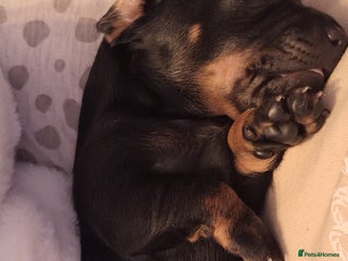 Dachshund dogs Standard Dadchund for sale - Advert 2