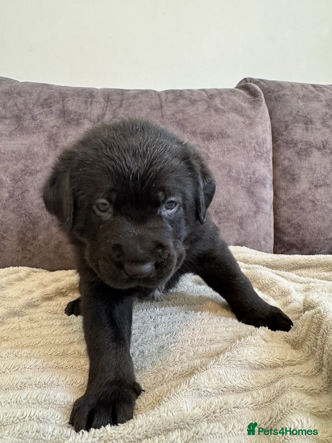 Labrador Retriever dogs for sale: KC Registered Black Chunky Labradors  - Advert 6