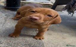 Hungarian Vizsla dogs for sale: Exceptional kc Hungarian viszla pups. Now ready  - Image 6