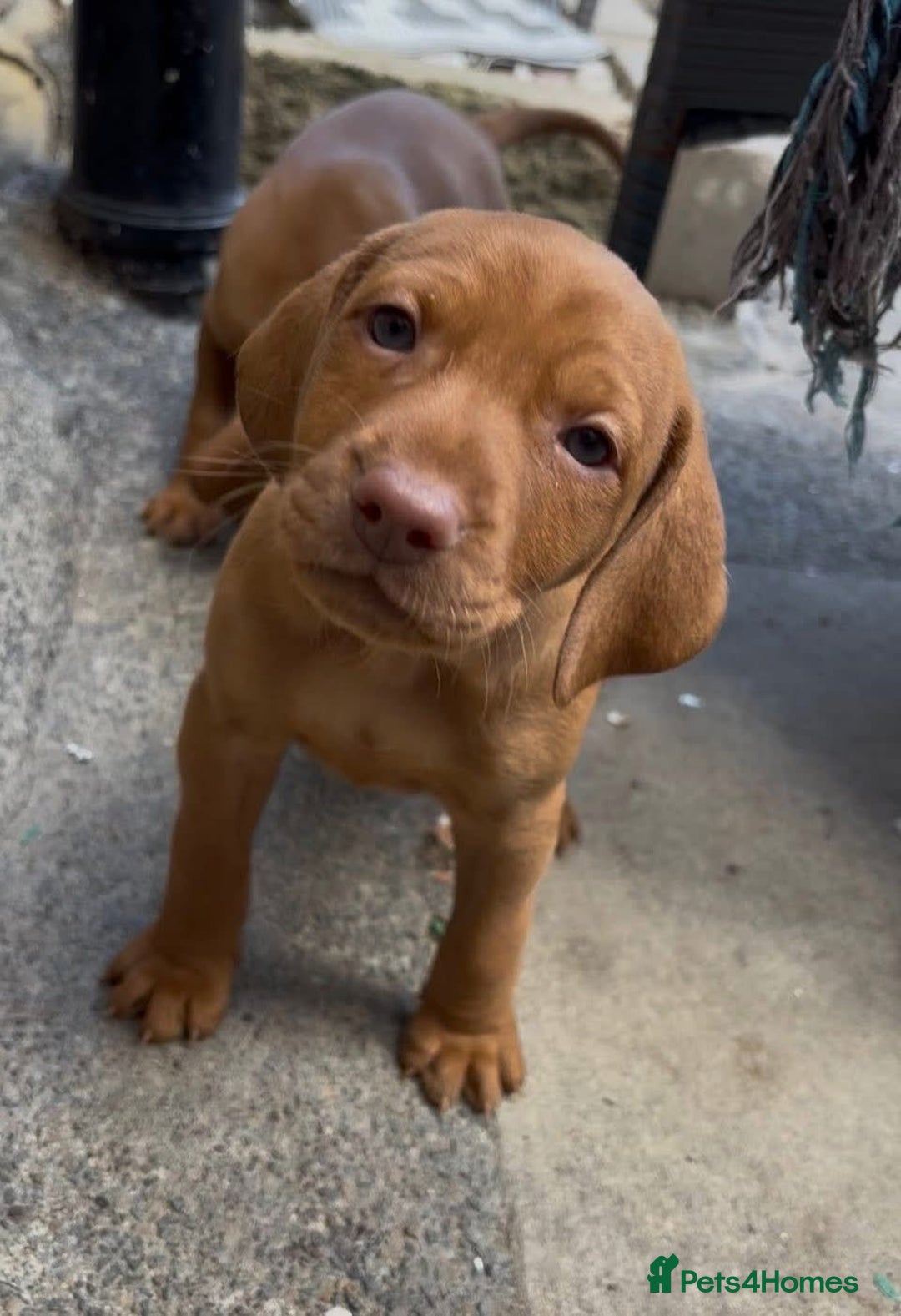 Hungarian Vizsla dogs for sale: Exceptional kc Hungarian viszla pups. Now ready  - Image 6