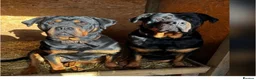 Rottweiler dogs for sale: Mr &miss - Advert 7