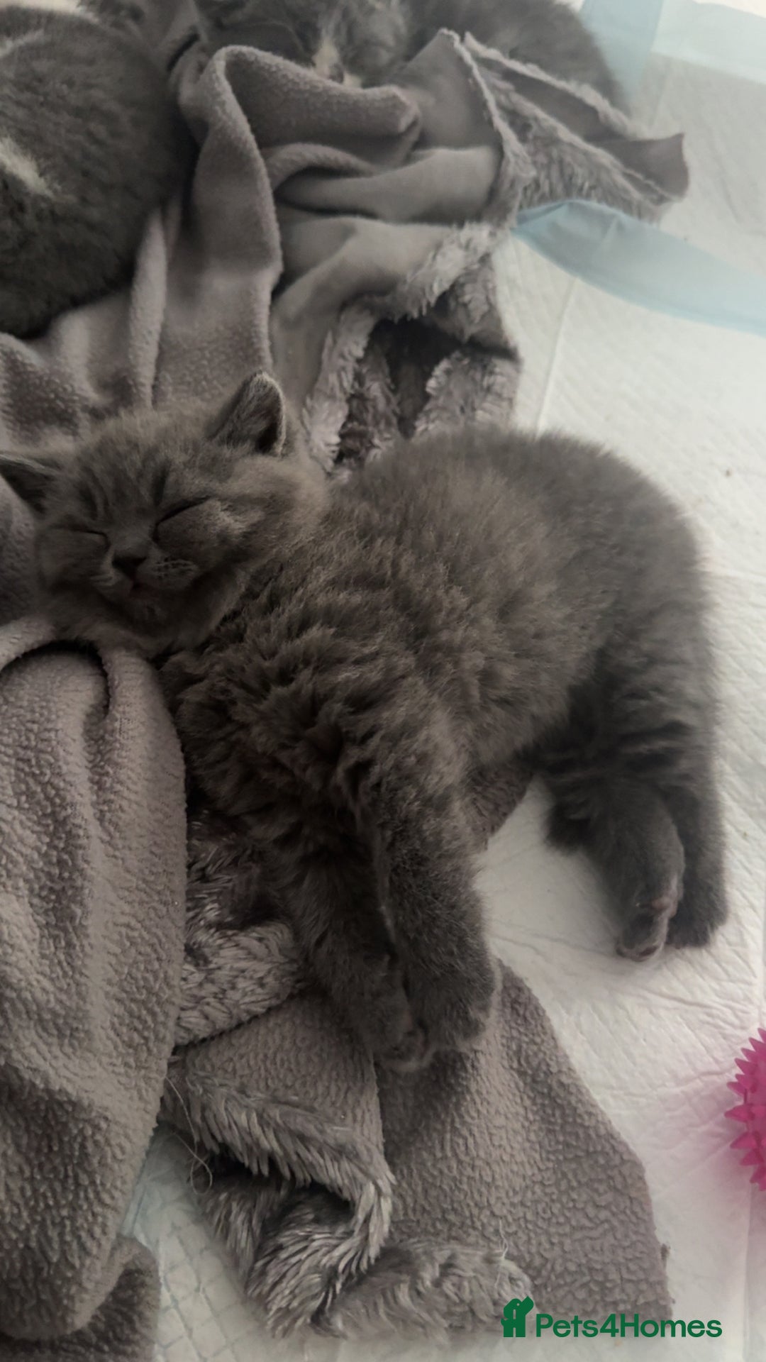 British Shorthair cats for sale: Pedigree British shorthair (Bi colour gene) in Birmingham - Image 13