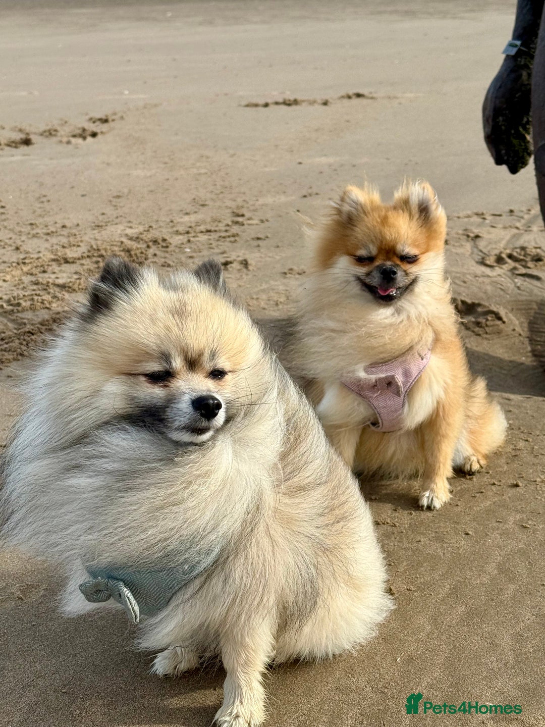 Pomeranian dogs for sale: Pomeranian puppies for sale - Advert 16