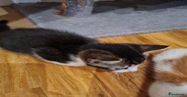 Mixed Breed cats - Advert 13