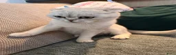 Scottish Fold cats for sale: Scottish fold  - Advert 3