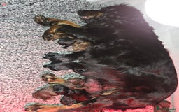 Cockapoo dogs for sale: Gorgeous F1 Cockapoo puppies  - Image 2