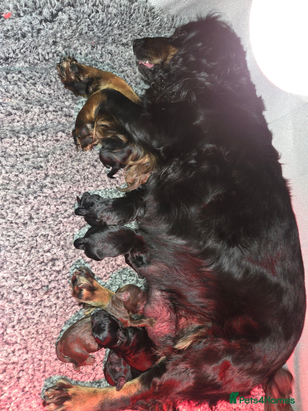 Cockapoo dogs for sale: Gorgeous F1 Cockapoo puppies  - Image 2
