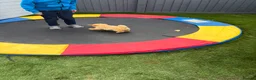Miniature Poodle dogs for sale: 4 miniature Poodle Boys  - Advert 7