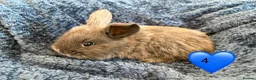 Mini Lop rabbits for sale: Pure bred mini lop bunnies - Advert 7