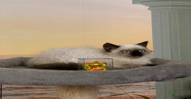 Selkirk Rex cats - Advert 2