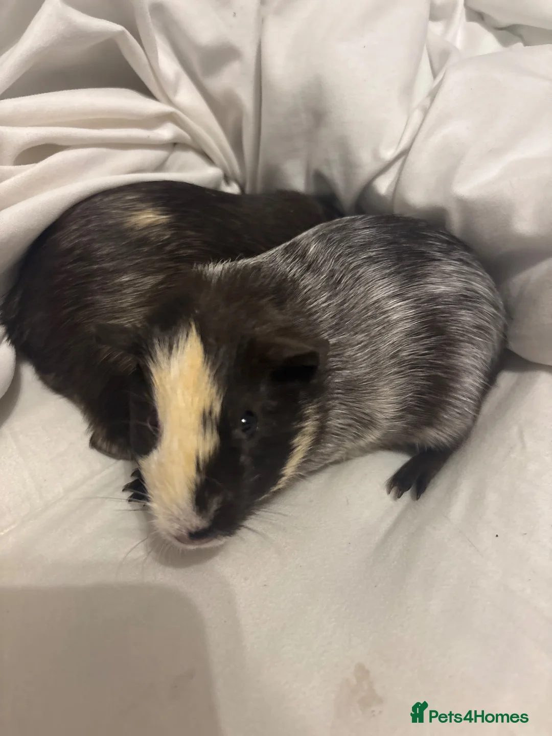 Guinea Pig rodents for sale: 2 female guinea pigs  - Advert 2