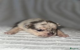 French Bulldog dogs for sale: Frenchie litter - Image 10