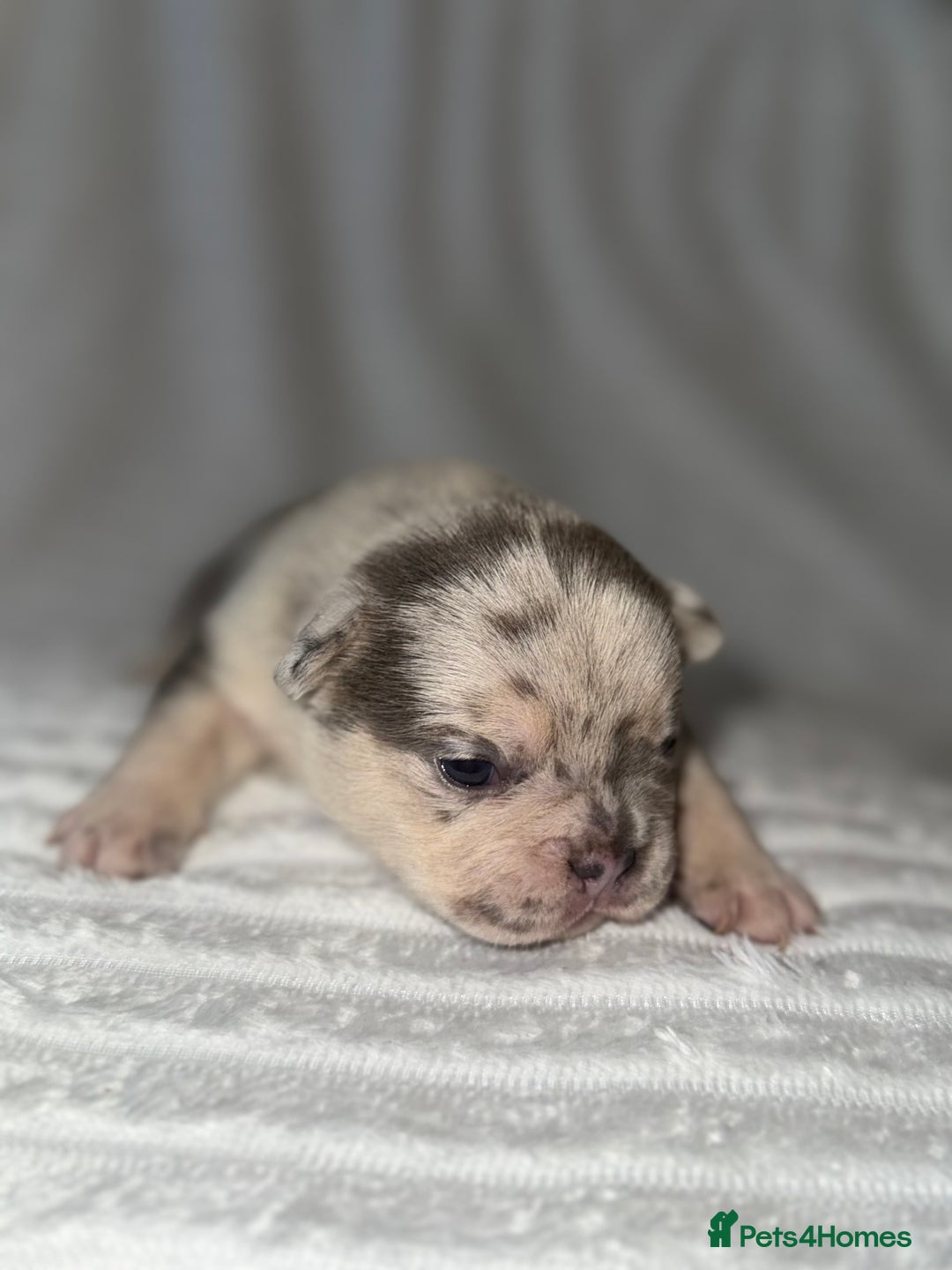 French Bulldog dogs for sale: Frenchie litter - Image 10