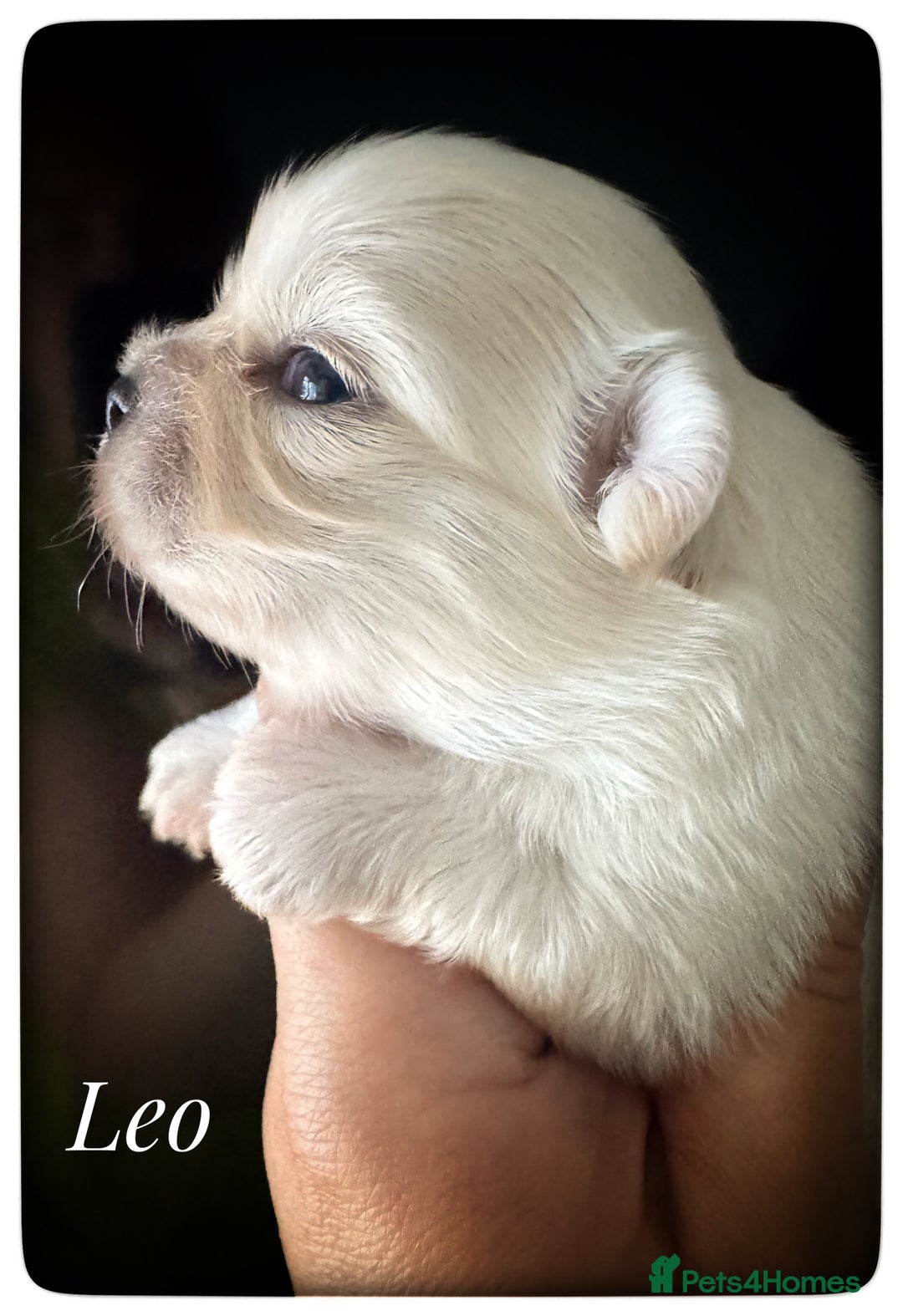 Chihuahua dogs for sale: KC qulity LC cream and choc chihuahua puppies  - Advert 1