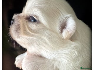 Chihuahua dogs KC qulity LC cream and choc chihuahua puppies - Advert 14