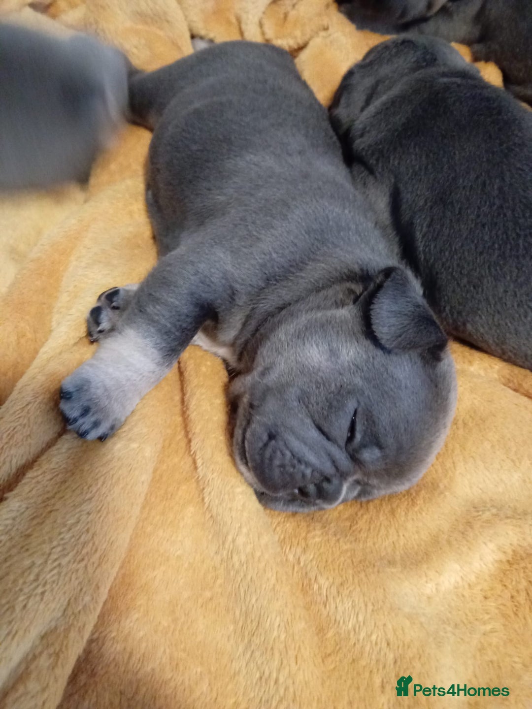 French Bulldog dogs for sale: 🐾 Adorable French Bulldog Puppies for Sale 🐾 - Image 11