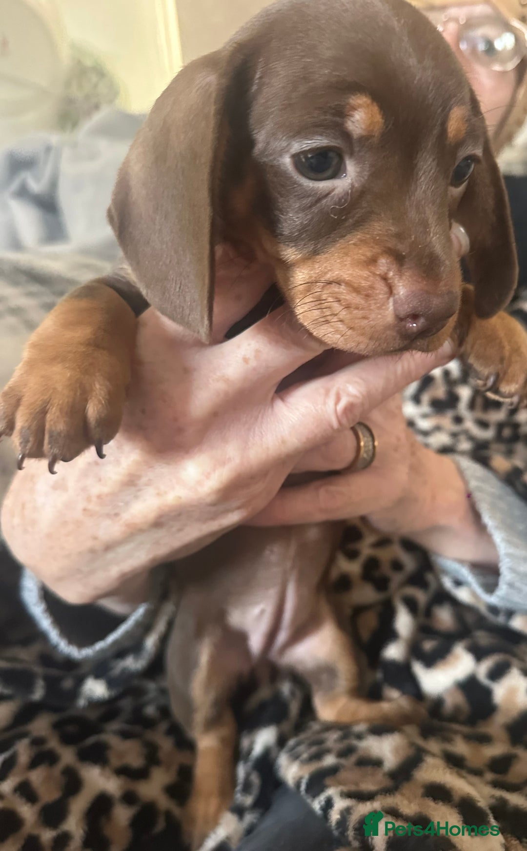 Dachshund dogs for sale: Dachshund 2 girls  - Image 5