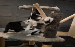 British Longhair cats for sale: 1 harlequin female and 1 British short haired  - Image 1