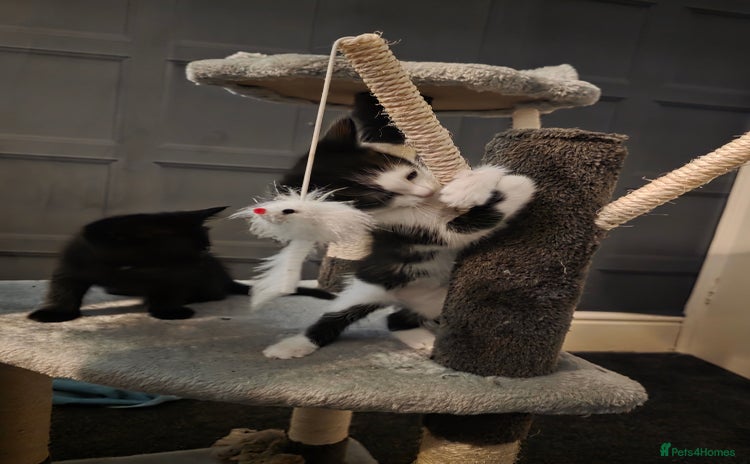 British Longhair cats - Advert 10