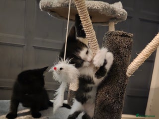 British Longhair cats - Advert 28