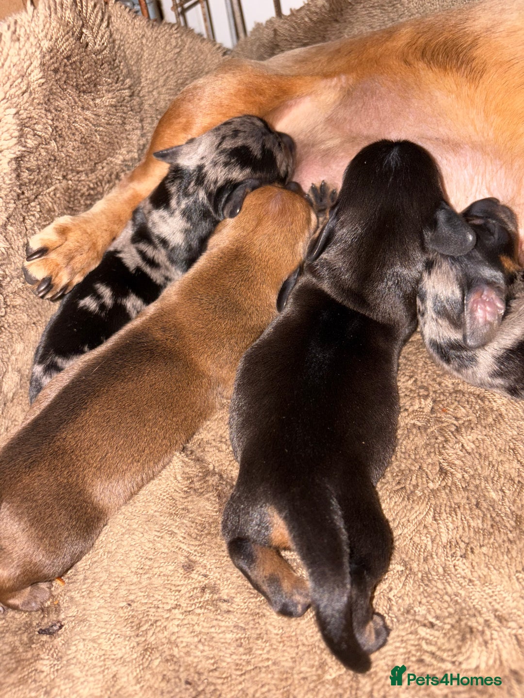 Miniature Dachshund dogs for sale: Miniature Dachshound puppies  - Image 2