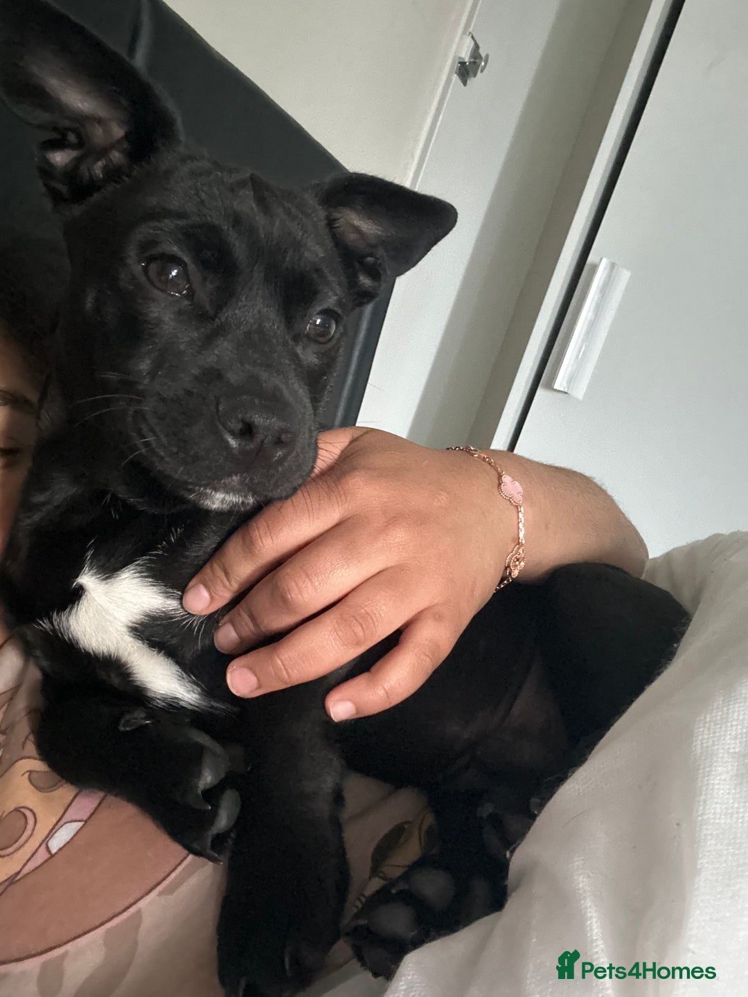 Mixed Breed dogs for sale: Fun, loving puppy - Image 5