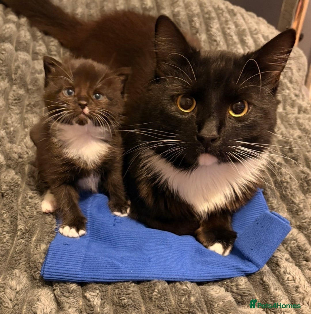 Mixed Breed cats for sale: 4 gorgeous boys 2 fluffy and a chocolate brown  - Advert 8