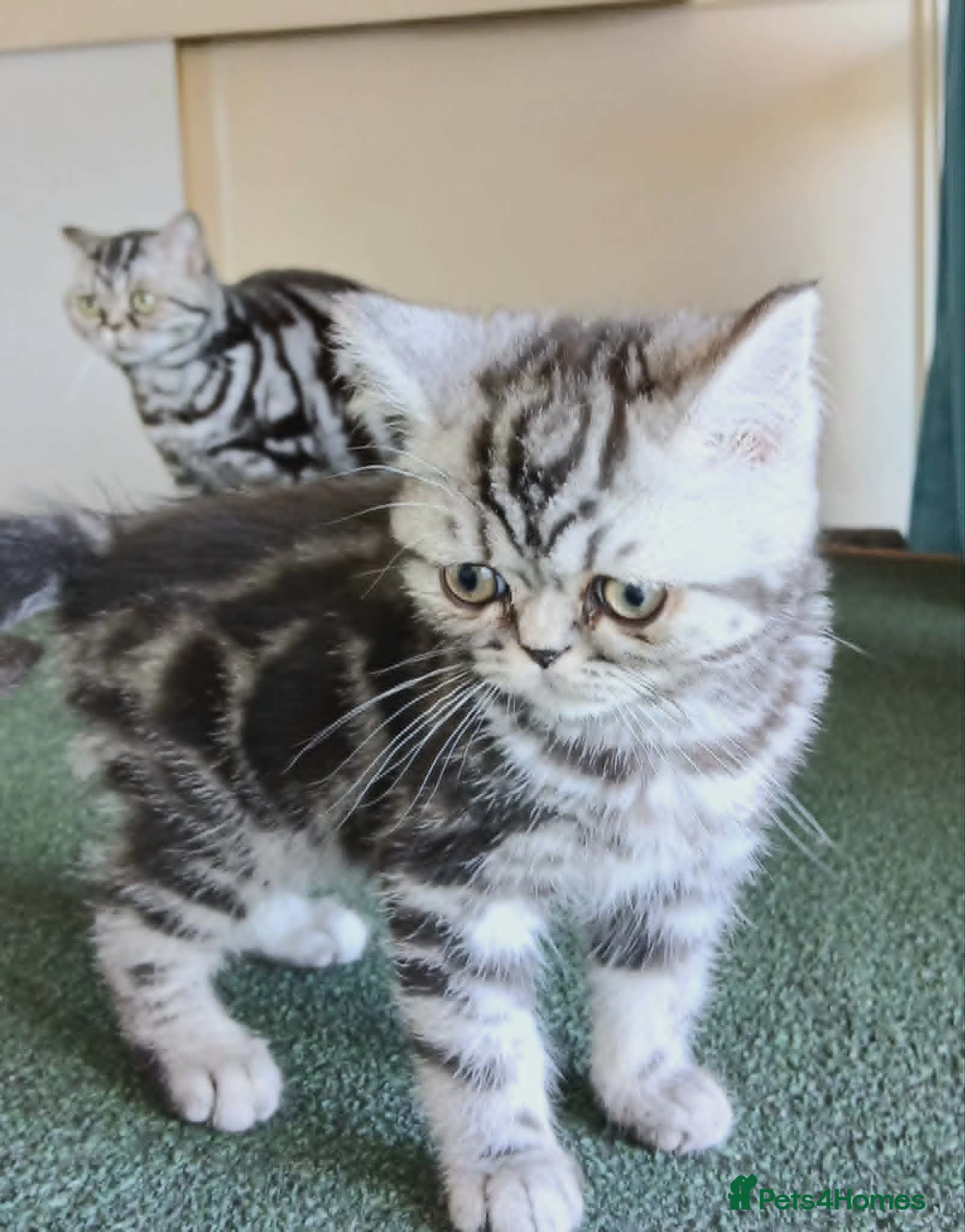 British Shorthair cats Bsh. Silver  Tabby  kitten.TICA. - Advert 9