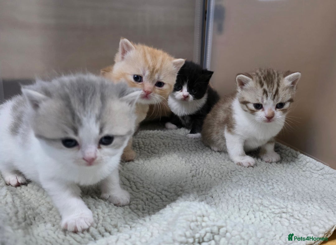 British Shorthair cats for sale: Beautiful unusual British shorthair kittens - Image 40