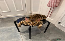 Savannah cats for sale: Savannah x Bengal - Image 2