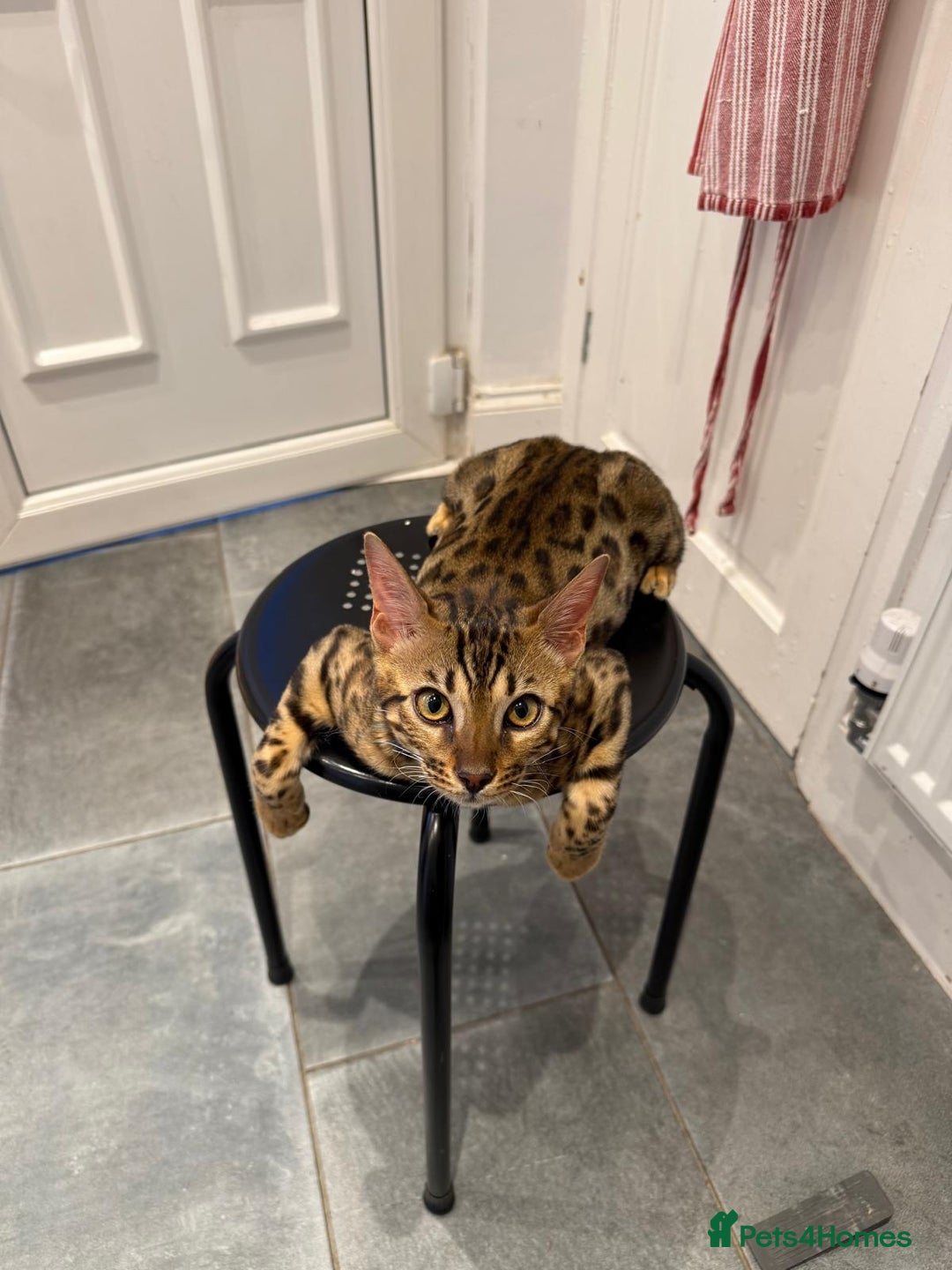 Savannah cats for sale: Savannah x Bengal - Image 2