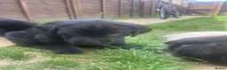 Labrador Retriever dogs for sale: Beautiful litter of Labradors  in Dartford - Advert 3
