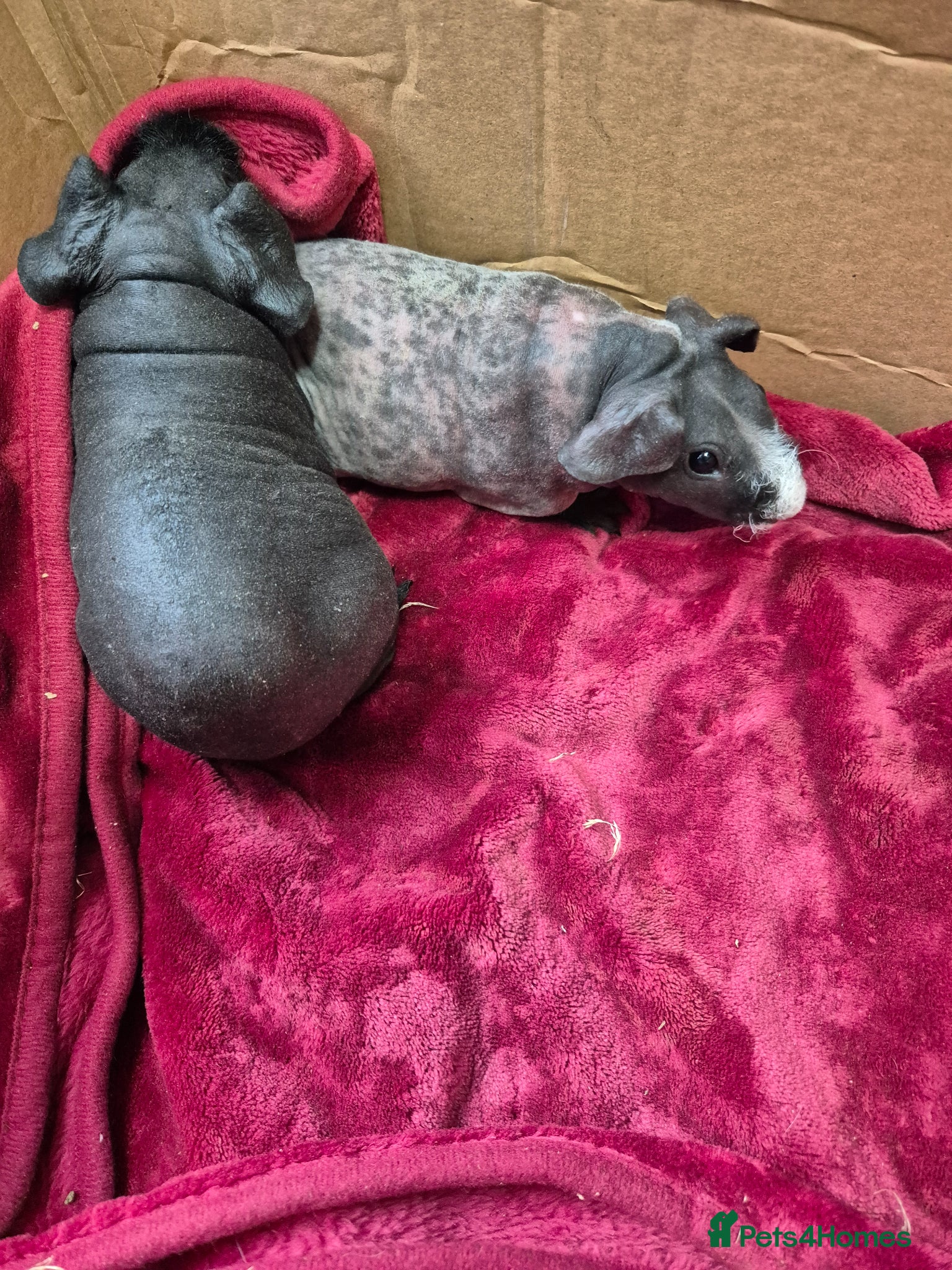 Guinea Pig rodents for sale: Pair of Baby Female Skinny Pigs For Sale  - Advert 2