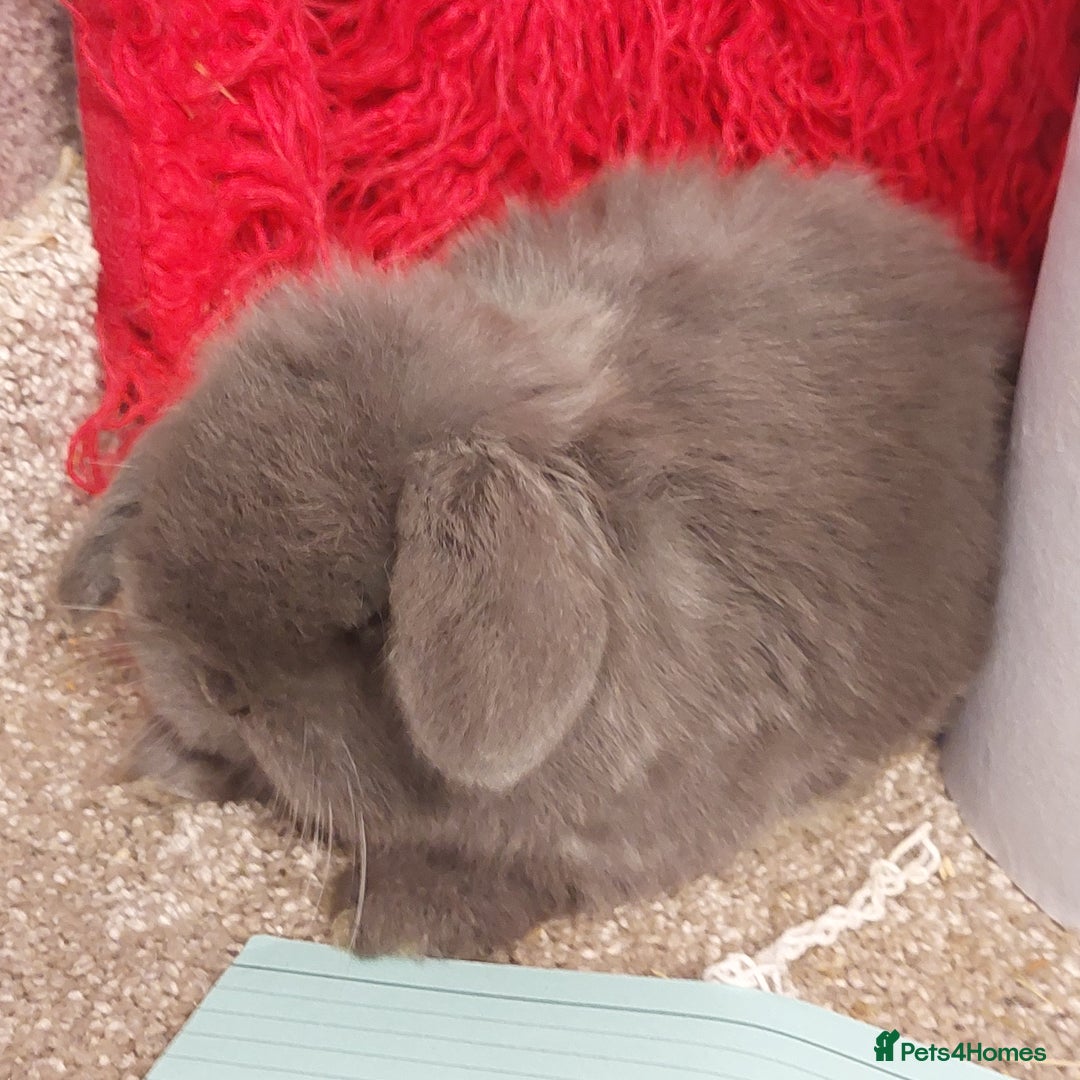 Mini Lop rabbits for sale: 2 Pure bred Minilop babys ready to reserve  - Advert 7