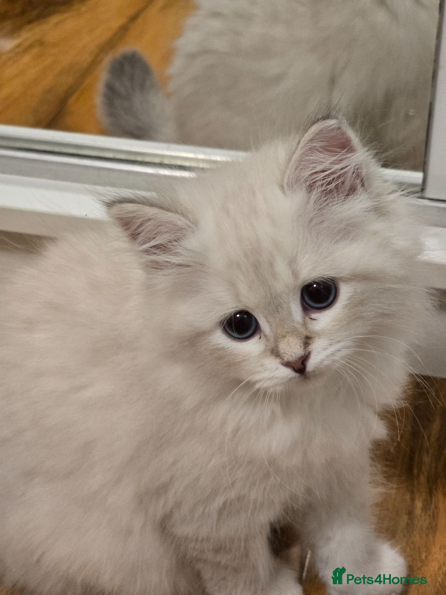 Siberian cats Siberian Neva Masquerad kitten - Advert 2