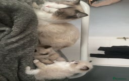 Ragdoll cats for sale: Beautiful Ragdoll kittens  - Image 7