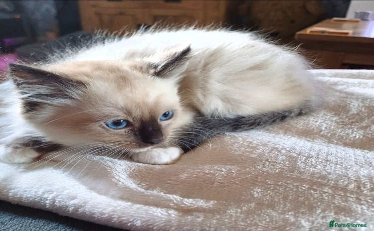 Ragdoll cats - Advert 1