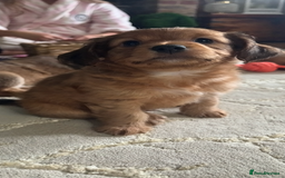 Mixed Breed dogs for sale:  Cockerainan   - Image 12