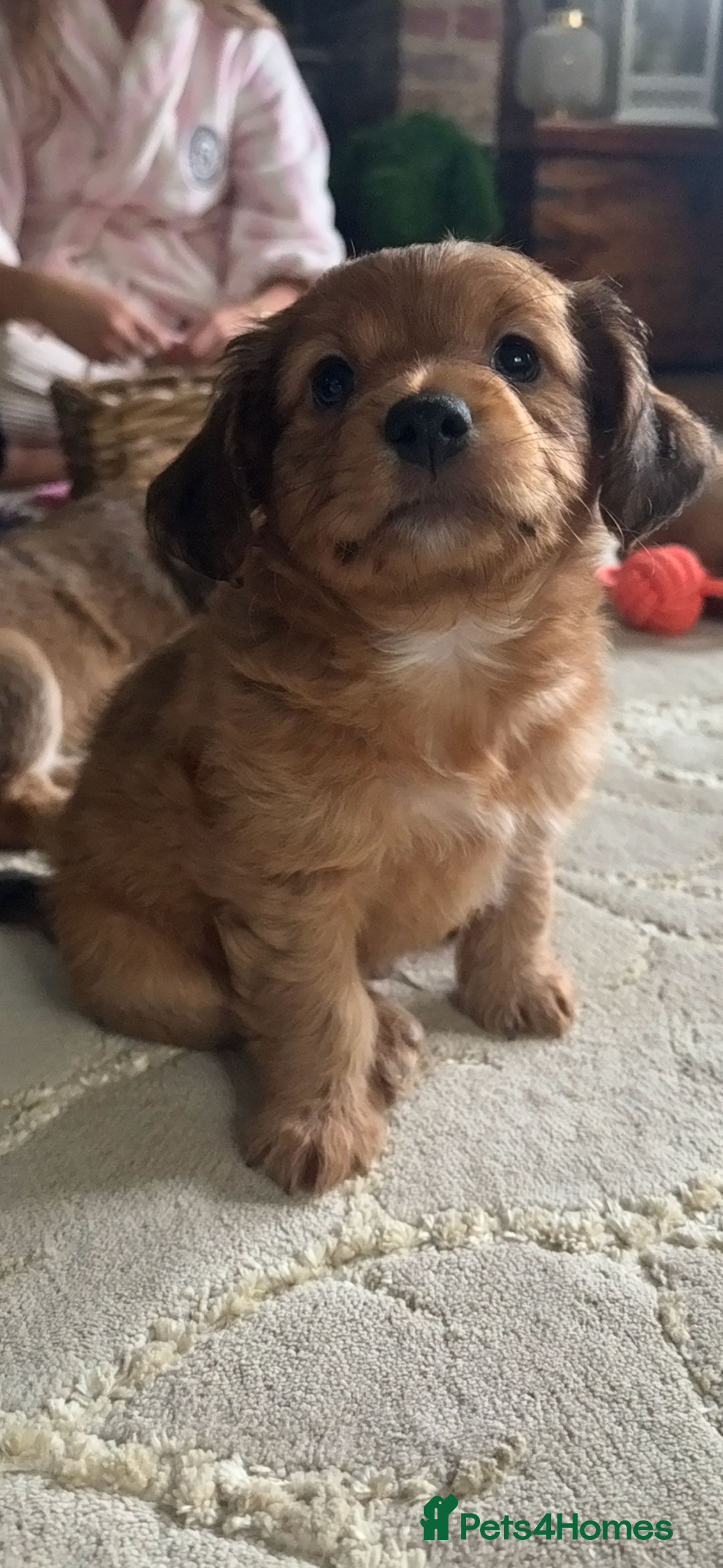 Mixed Breed dogs for sale:  Cockerainan   - Image 12