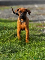 Dobermann dogs - Advert 10