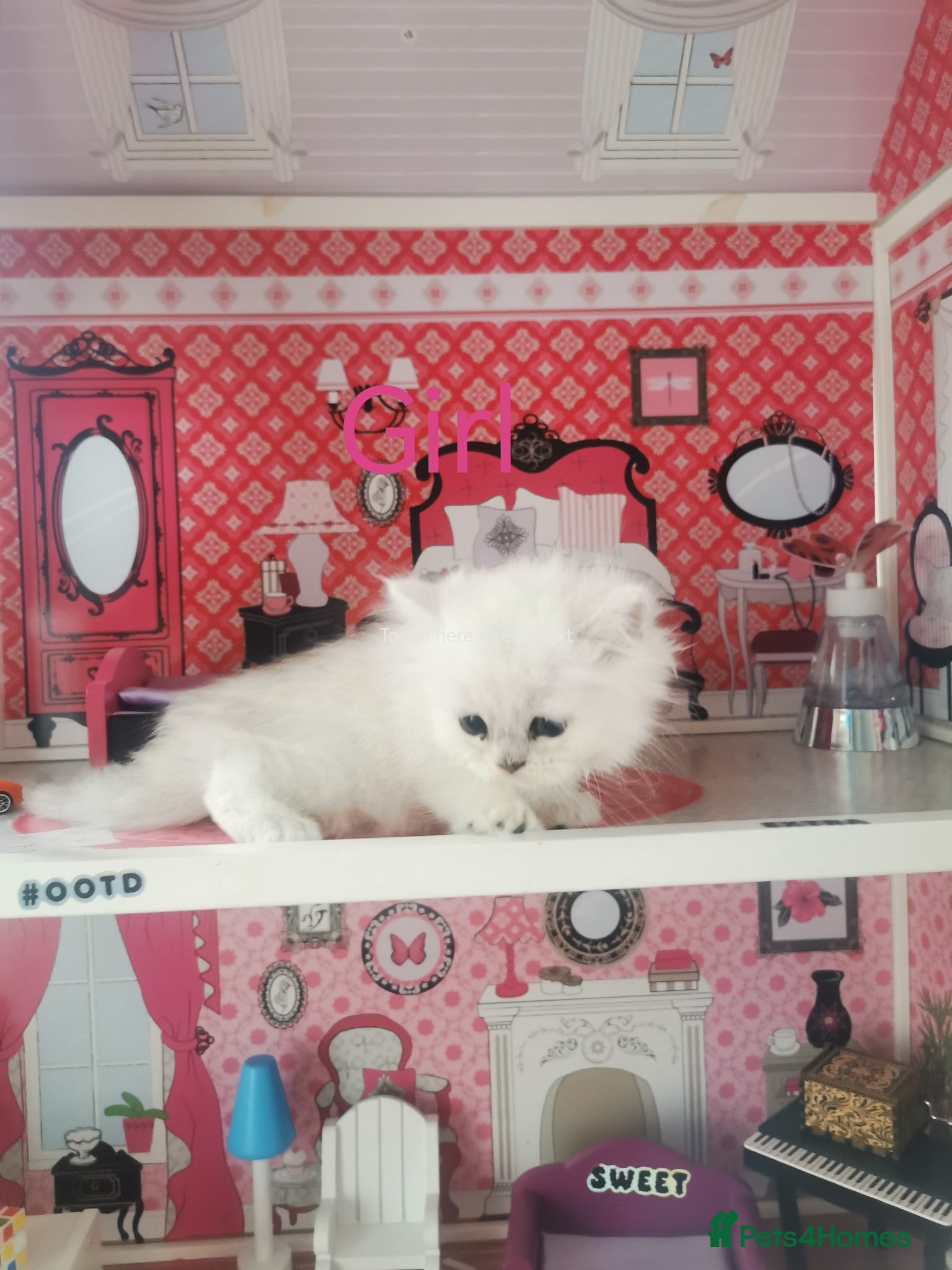 Scottish Fold cats Scottish Fold Last Girl💖  - Advert 17