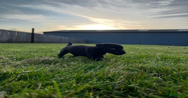 Patterdale Terrier dogs - Advert 6