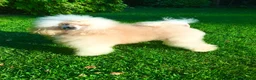 Toy Poodle dogs for stud: Apricot Toy Poodle Stud carries parti and phantom in Stockton-on-Tees - Advert 3