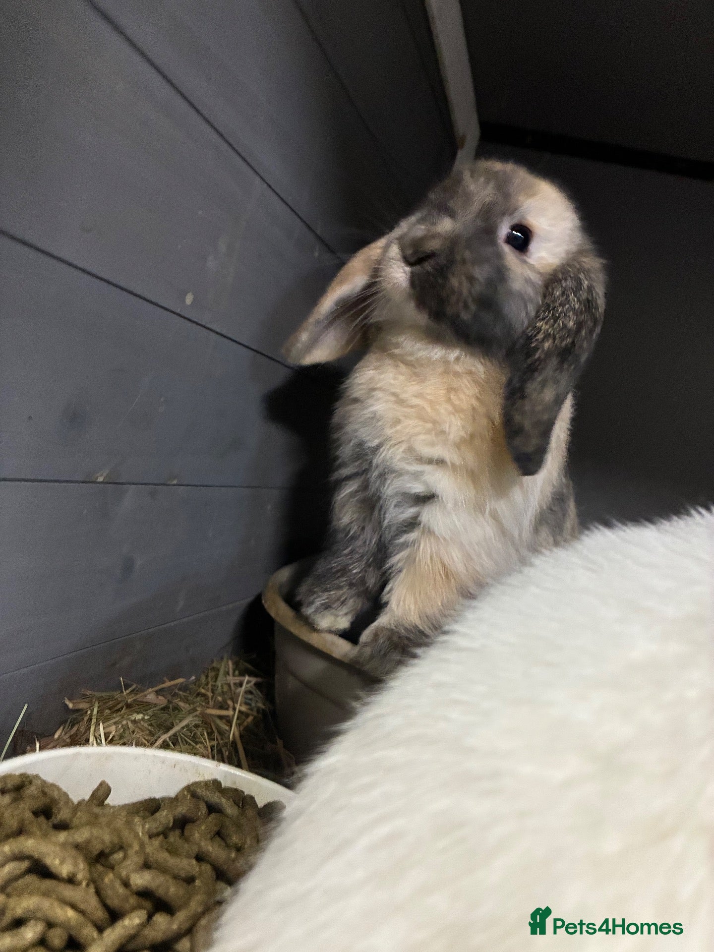 Mini Lop rabbits Mini Lop Bunnies Ready Now - Advert 11
