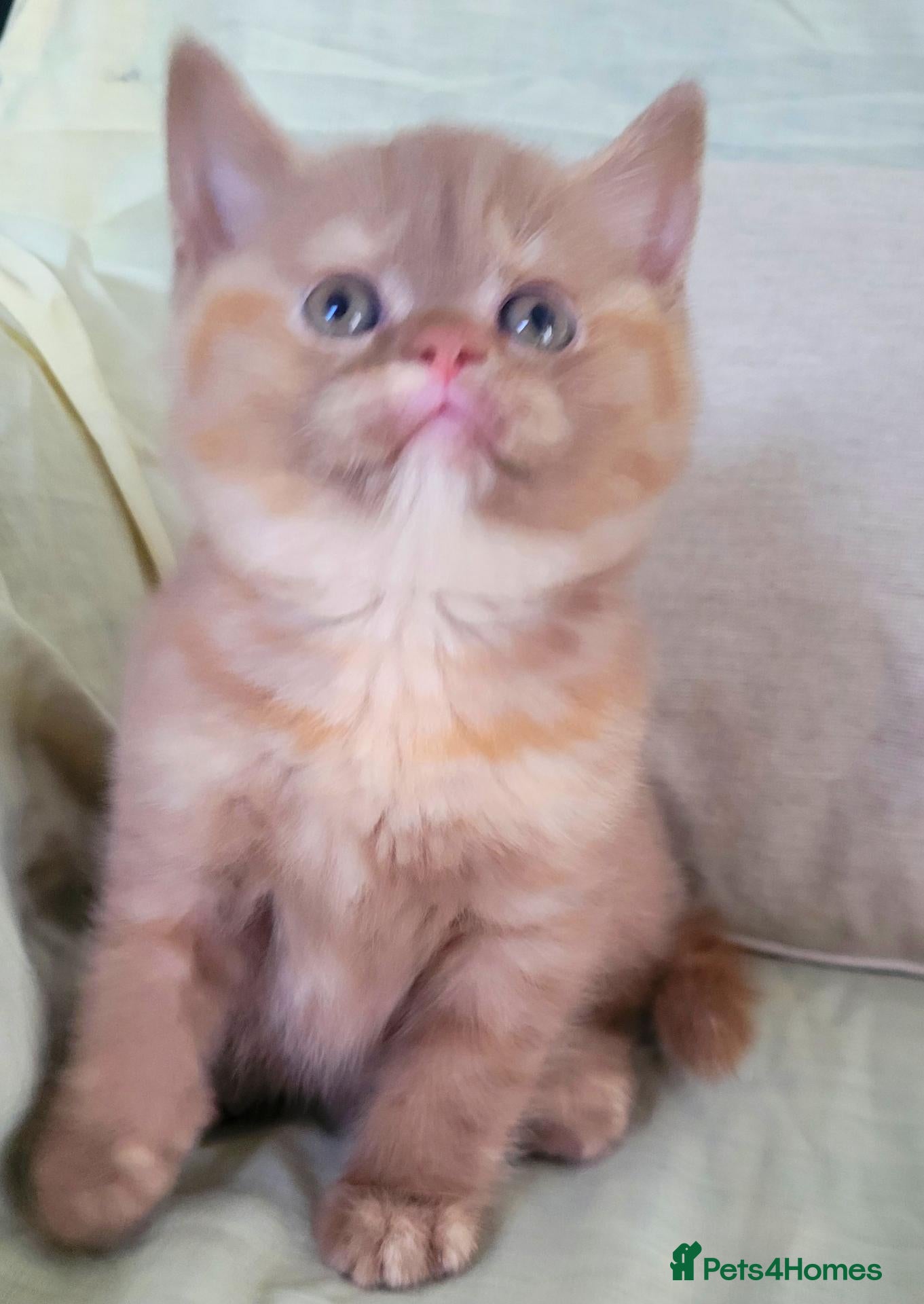 British Shorthair cats Ready Now Cinnamon British Shorthair  - Advert 12