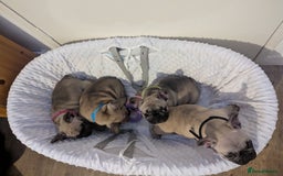 French Bulldog dogs for sale: French Bulldog Puppies  - Image 4