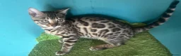 Bengal cats for sale: Supper friendly TICA registered kittens  - Advert 3