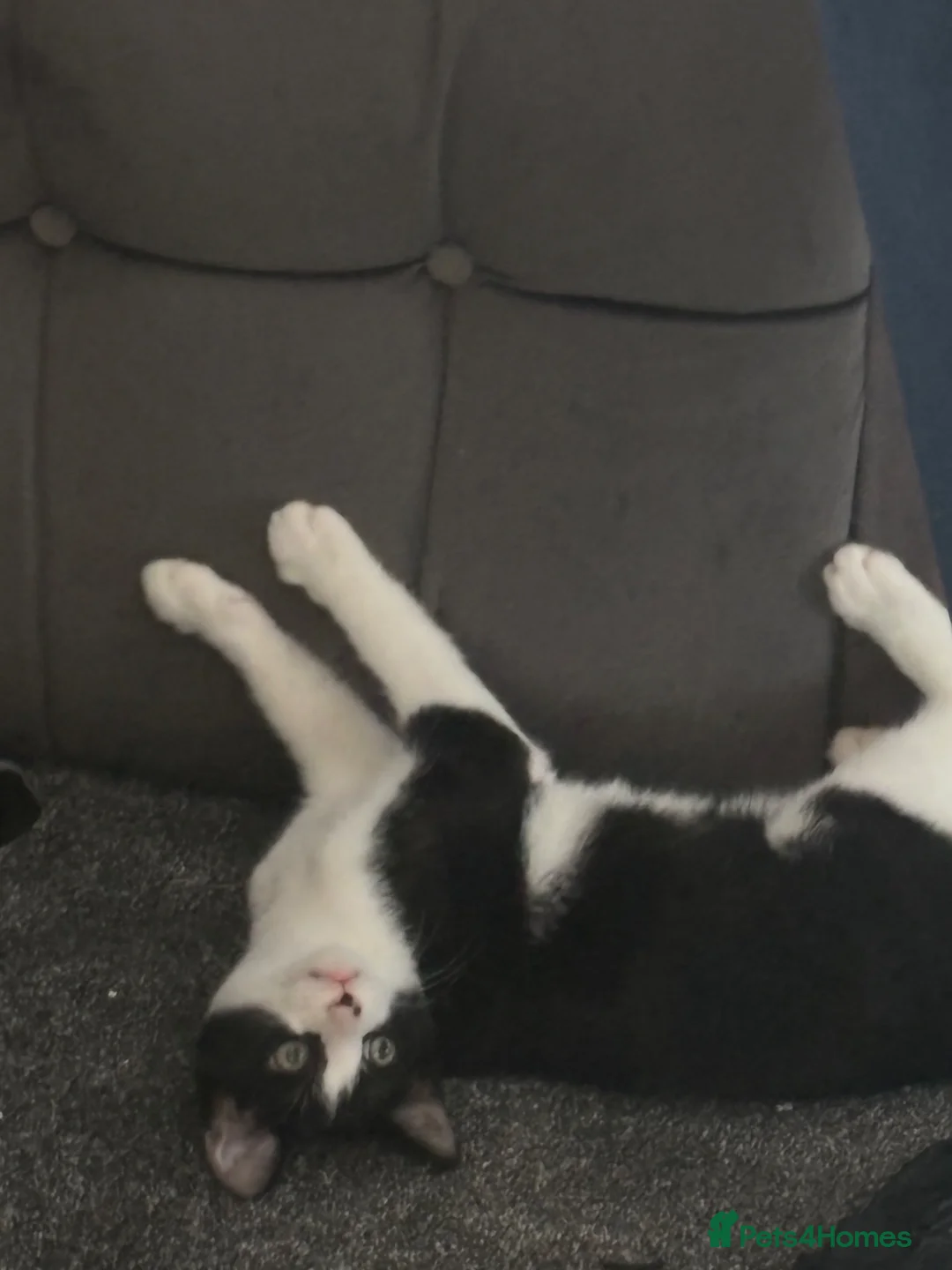 Domestic Shorthair cats for adoption: Breed is a Domestic cat named Oreo  - Advert 3