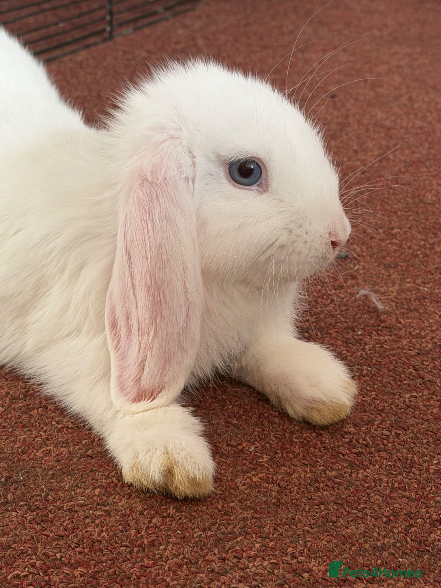 Mixed Breed rabbits Peanut and Fluffy  - Advert 2